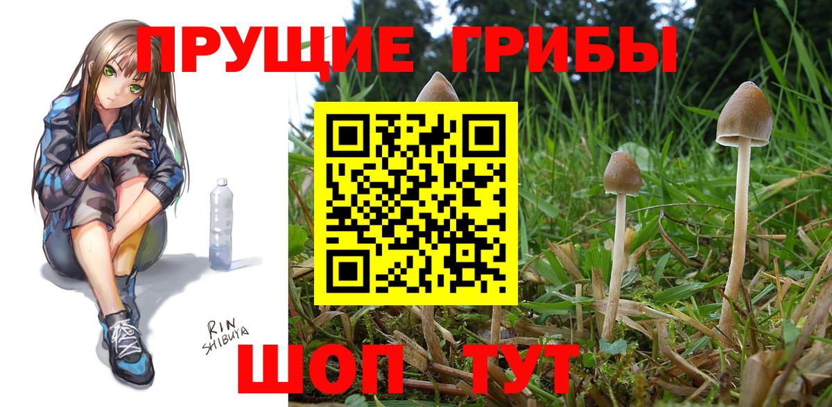 Галлюциногенные грибы Psilocybe Муравленко